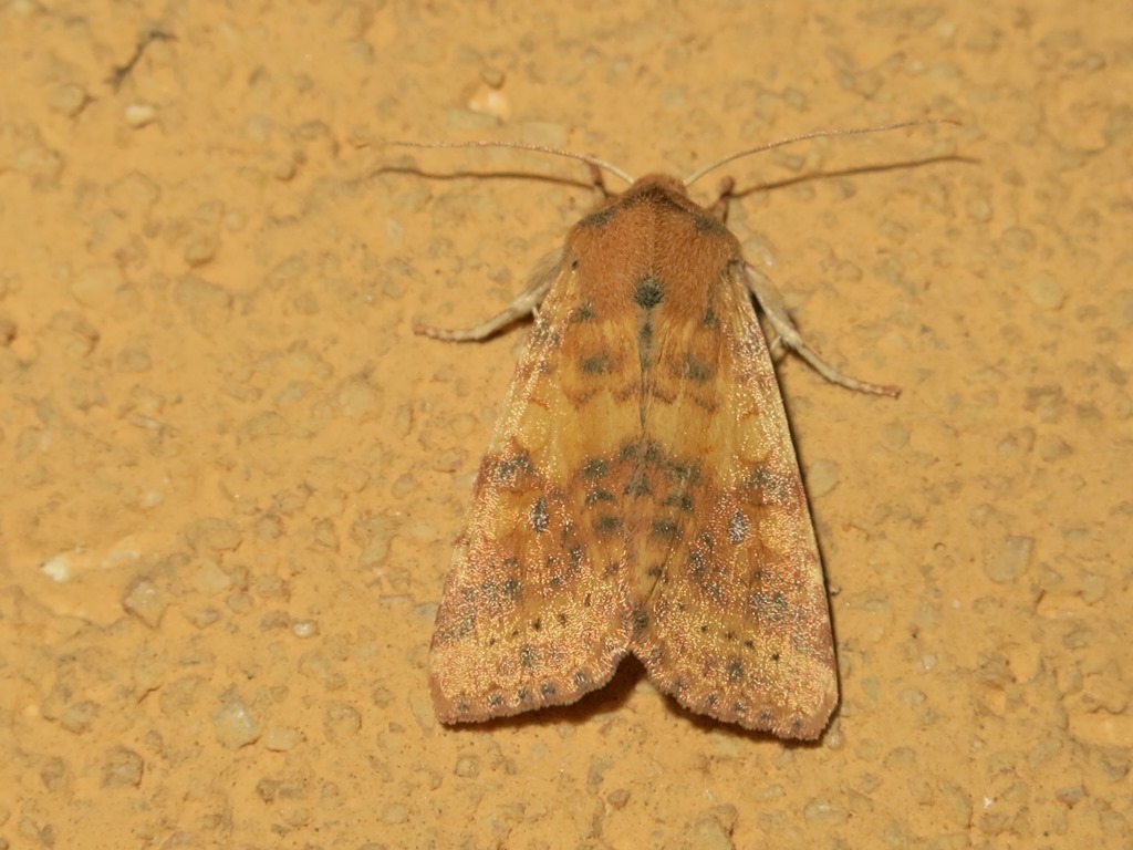 Noctuidae - Xanthia gilvago? S